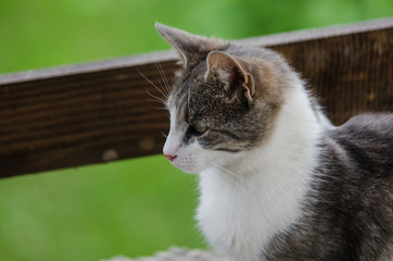 Portrait of a surprised cat Scottish Straight, closeup, isolated.