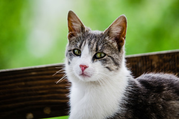 Portrait of a surprised cat Scottish Straight, closeup, isolated.