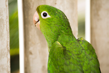 green parrot in close with gray cement background