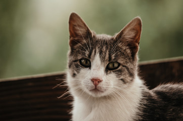 Portrait of a surprised cat Scottish Straight, closeup, isolated.