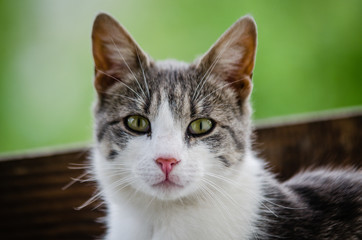 Portrait of a surprised cat Scottish Straight, closeup, isolated.