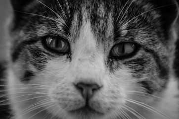 Portrait of a surprised cat Scottish Straight, closeup, isolated.