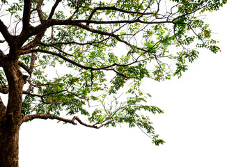 Isolated tree on white background with clipping path