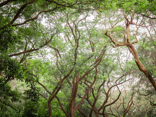 Ancient rain forest with dense trees taken at an elevation angle showing beautiful tree branches.