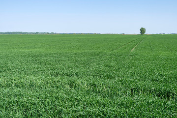 Fototapeta na wymiar Wheat field in Hungary on a spring day.