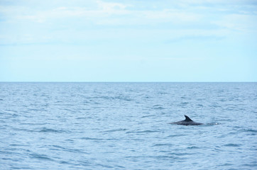 A dolphin swimming in the surface of the sea