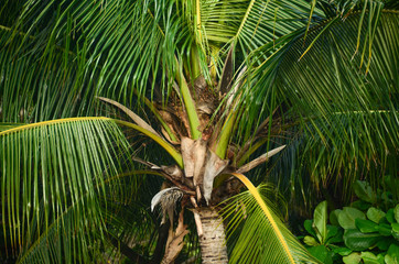 Palm tree texture