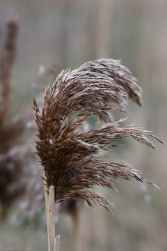 reed in the wind