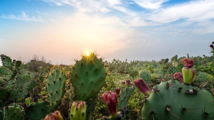 field of cactus and sunset sky
