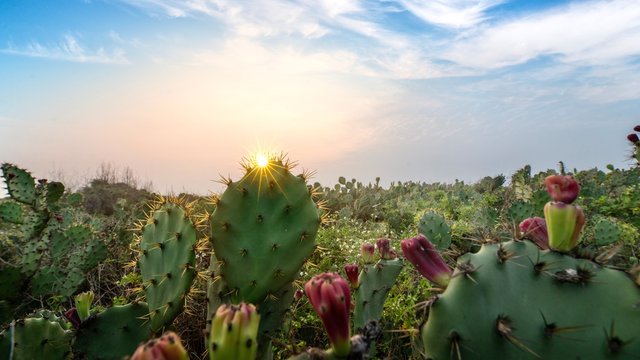 field of cactus and sunset sky