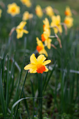 daffodils in garden