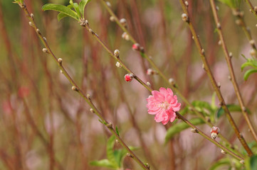 Flower in bloom and sunshine. Peach blossom