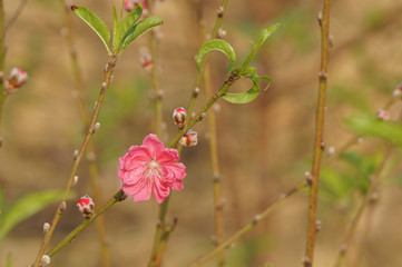 Flowers and buds on branch. Peach blossom