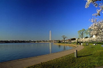 Washington DC. April,1997.The Washington Monument is surrounded by cherry blossoms at their peak. .