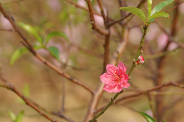 Flower blooming in the garden. Peach blossom