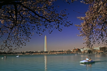 Washington DC. April,1997.The Washington Monument is surrounded by cherry blossoms at their peak. .