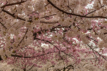Cherry Blossom at the Tidal basin in Washington DC  at Sunrise, sunset