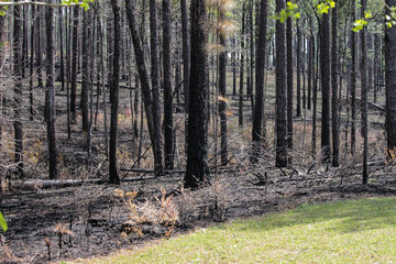 controlled burn fire in forest