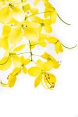 yellow  inflorescence in white isolated background