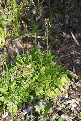 Oriental false hawksbeard (Youngia japonica) / Medicinal plants in asterrceae weed.