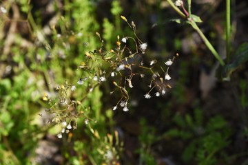 Oriental false hawksbeard (Youngia japonica) / Medicinal plants in asterrceae weed.