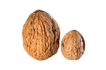 Big and small walnut on a white background
