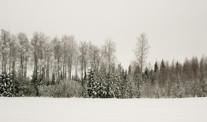 forest in winter