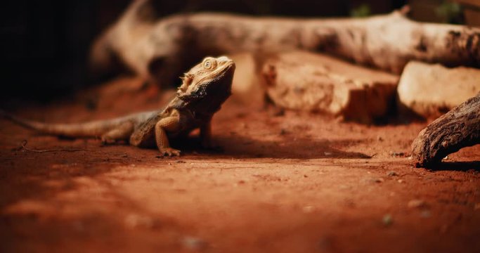 Bearded dragon, also known as Pogona, lying on the ground, looking up. This reptile living in Australia in the desert wildlife. SLOW MOTION, SHALLOW DOF. B-roll. BMPCC 4K