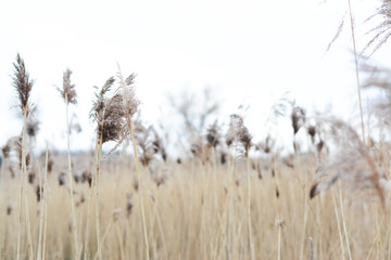 grass in the wind