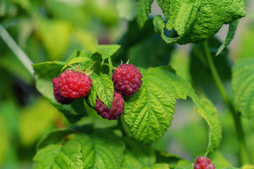 Raspberries in the sun. Photo of ripe raspberries on a branch. Raspberries on a branch in the garden. Red berry with green leaves in the sun.