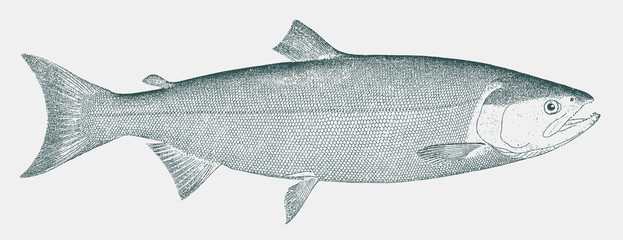 Male ocean-phase sockeye salmon oncorhynchus nerka, fish from Northern Pacific