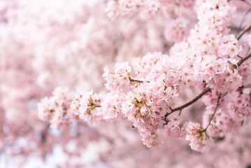 Cherry Blossoms