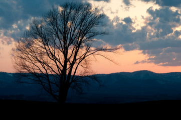 春の夕暮れの空と冬木立