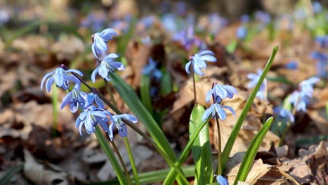 Blue scilla blossom spring flowers nature macro