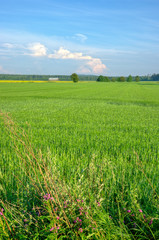 green field and blue sky