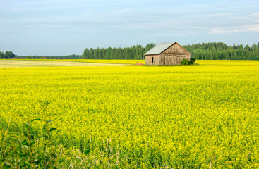 field of yellow flowers
