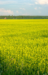 Obraz premium field of oilseed rape