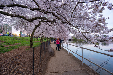 Cherry Blossom at the Tidal basin in Washington DC  at Sunrise, sunset
