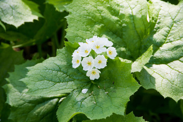 春の山奥に咲く白い花