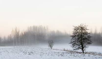 winter landscape with trees and snow