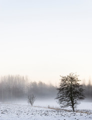 winter landscape with trees and snow