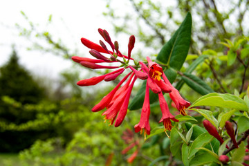 Lonicera sempervirens, Trumpet Honeysuckle © Larry