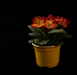 Pot Plant on a Black background