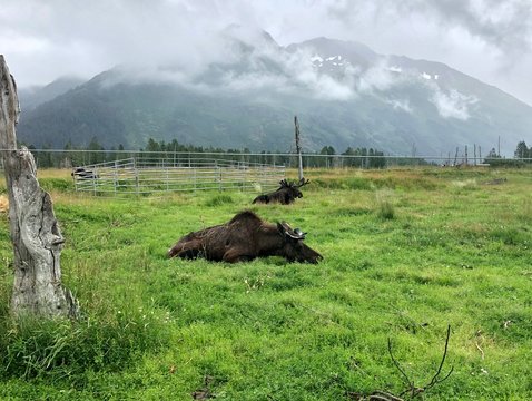 Alaska Wildlife Conservation Center