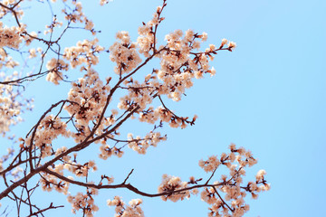 Branches of blossoming sakura against the sky, Spring background.