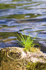 grass and water