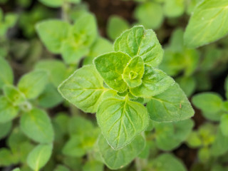 oregano plant close up view Origanum vulgare..