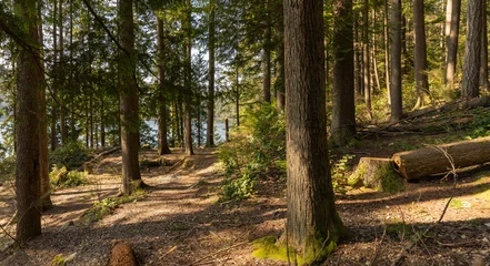 Fototapeten Wald forest trail leading to lake - BC  © Andrew