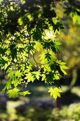 Green Maple Leaf Photographs with Sunshine