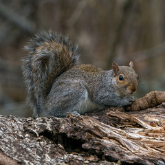 Grey Squirrel on a Log